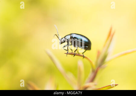 Bloody Nosed Beetle Stock Photo