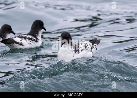 cape petrel or pintado petrel Daption capense swimming in Southern Ocean, Antarctica Stock Photo