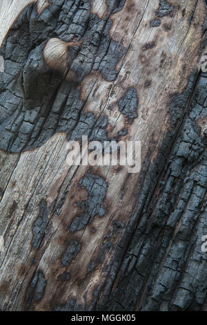 A close up photograph of a burnt pine tree, showing the effect of fire on the wood. Stock Photo