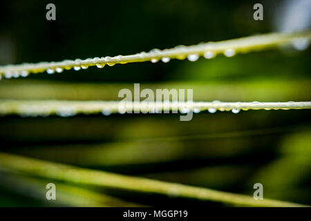 Close-up, shallow focus of water droplets seen on a plastic clothes line. Seen after a heavy downpour during late afternoon in spring. Stock Photo