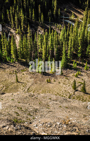 Dense evergreen trees along the Canadian Rocky mountainside Stock Photo