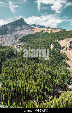 Dense evergreen trees along the Canadian Rocky mountainside Stock Photo