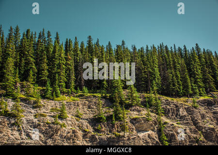 Dense evergreen trees along the Canadian Rocky mountainside Stock Photo