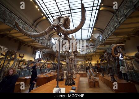 Natural history museum paris elephant hi-res stock photography and 