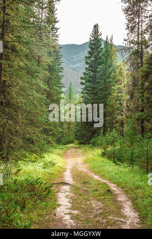 mountain path hidden in the evergreen forest Stock Photo