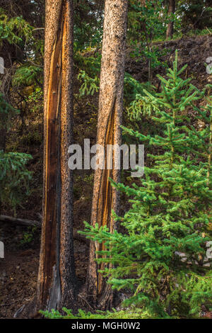 Light piercing twisted trees in the Canadian mountain forest Stock Photo