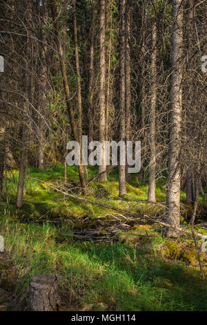 Light piercing twisted trees in the Canadian mountain forest Stock Photo