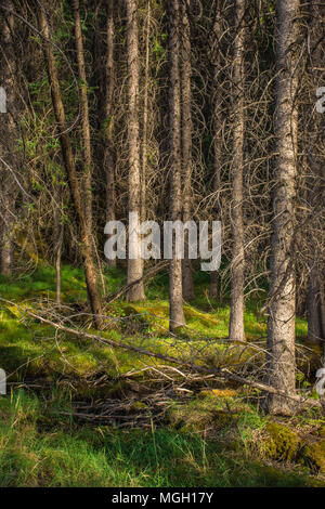 Light piercing twisted trees in the Canadian mountain forest Stock Photo