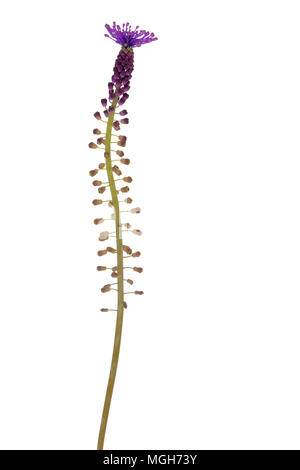 Tasselled grape hyacinth isolated on white.  Photo - Italy 2018 Stock Photo