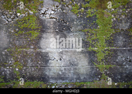 Green moss on a grey concrete wall Stock Photo