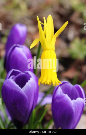 Narcissus cyclamineus. Cyclamen-flowered daffodil in flower in a garden border (with purple crocus), early spring, UK Stock Photo