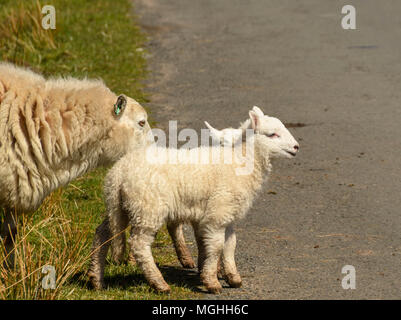 Ewe with twin lambs Stock Photo