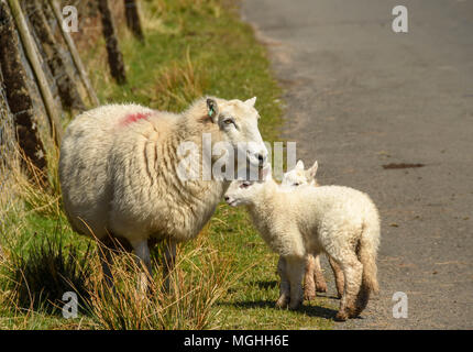 Ewe with twin lambs Stock Photo