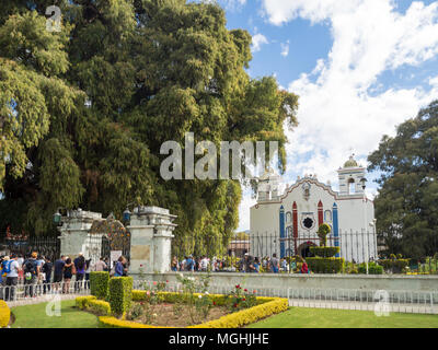 Santa Maria Del Tule, Oaxaca, Mexico, South America [Town hall and church with arbol de Tule, the biggest cypress tree] Stock Photo