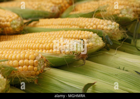 Heap of fresh raw yellow open corncobs with green leaves at retail stall display of farmers market, close up, low angle view Stock Photo