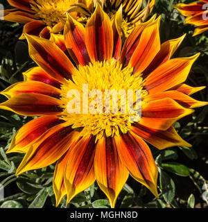 A macro shot of a fiery coloured gazania bloom. Stock Photo