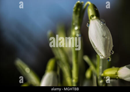 In the foreground are the first spring snowdrops with dew drops on flowers. Stock Photo