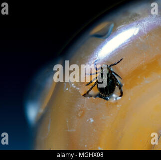 Macro shot of the deadly parasite American Dog Tick Dermacentor variabilis Trapped in a plastic bottle Stock Photo