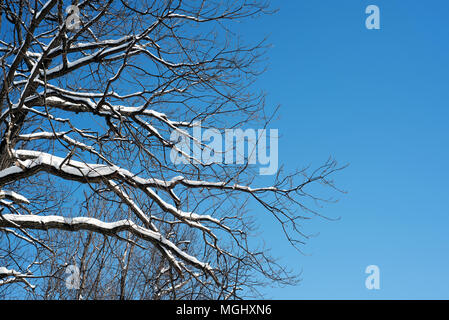 Leafless tree branches covered in fresh winter snow set against a blue sky in natural sunlight. Copyspace for winter woodland and nature themes design Stock Photo
