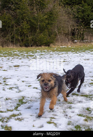 Border Terrier being chased by a Cocker Spaniel in the snow Stock Photo