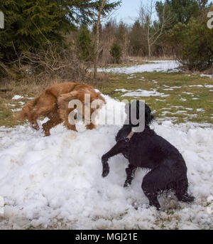Spaniels playing in snow Stock Photo
