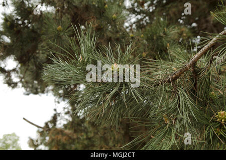 pine twig with little buds Stock Photo