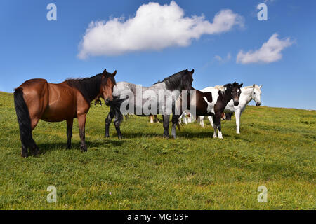 Wild horse herd on pasture high on a mountain plateau, Rila Mountain, Bulgaria Stock Photo
