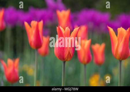 Close up of orange / red tulips in a spring mixed garden border which has been blurred into the background, England, UK Stock Photo