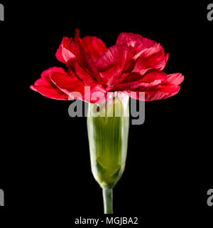A macro shot of a red carnation bloom taken against a black background. Stock Photo
