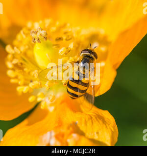 A macro shot of a hoverfly feeding from pollen of a Welsh poppy. Stock Photo