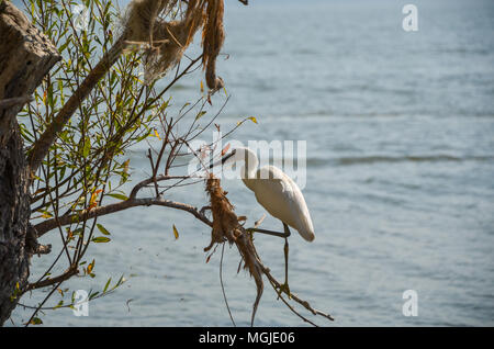 White Heron, on Greenery, near pond water, in forest lake, Long neck, sharp beak, long legs, white feathers, small eyes, thin flexible bird. Stock Photo