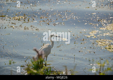 White Heron, on Greenery, near pond water, in forest lake, Long neck, sharp beak, long legs, white feathers, small eyes, thin flexible bird. Stock Photo