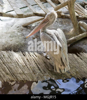 white pelican on the bamboo bridge. animals, wildlife. Stock Photo