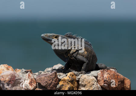 Wary iguana sunbathes on a rock next to the sea Stock Photo