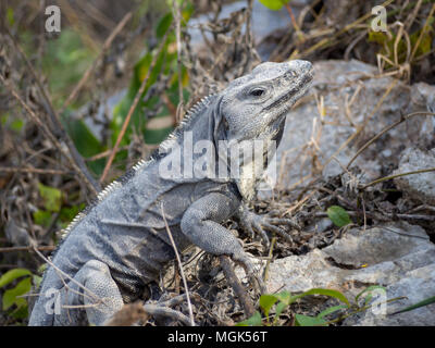 Iguana lizard on ancient Mayan ruins in Mexico, Indian Aztec Zapotec Stock Photo