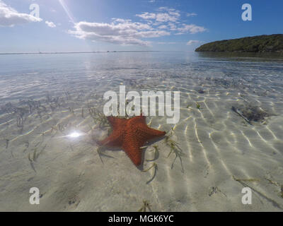 Abaco Islands, Bahamas – a large orange starfish sits on the sandy  sea bottom as viewed from above Stock Photo