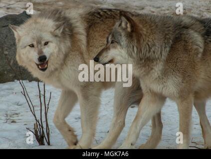 The International Wolf Center in Ely, Minnesota houses several Great Wolves Stock Photo