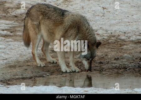 The International Wolf Center in Ely, Minnesota houses several Great Wolves Stock Photo