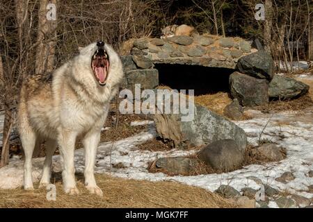 The International Wolf Center in Ely, Minnesota houses several Great Wolves Stock Photo