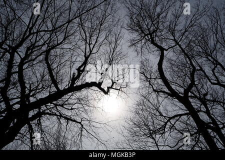 The sun beam through the trees on a dark day. Stock Photo