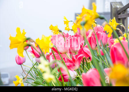 Pink tulips and yellow daffodils on flower bed.British countryside in spring,blurred cottage in background.Front garden,Wales,Uk.Matching colors. Stock Photo