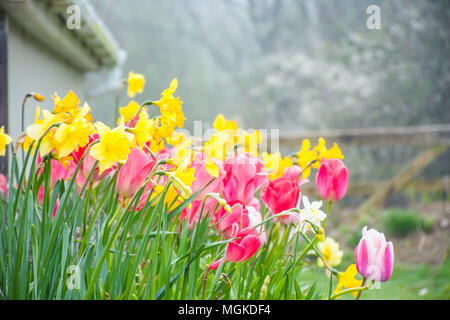 Pink tulips and yellow daffodils on flower bed.British countryside in spring,blurred cottage in background.Front garden,Wales,Uk.Color matching nature. Stock Photo
