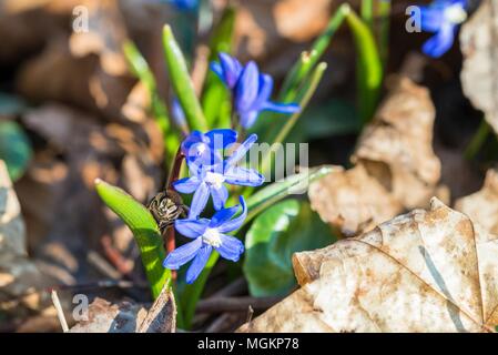 Bee collecting honey flies on a large star hyacinth Stock Photo
