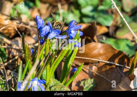 Bee collecting honey flies on a large star hyacinth Stock Photo