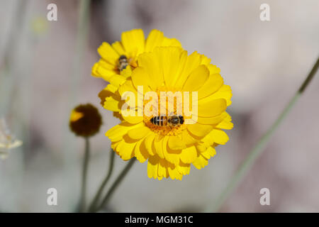 Bee gathering pollen from a bright yellow flower Arizona's Sonoran desert. 2nd bee on another flower immediately behind in the background. Stock Photo