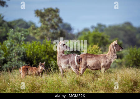 Common waterbuck in Kruger national park, South Africa ;Specie Kobus ellipsiprymnus family of Kobus ellipsiprymnus Stock Photo