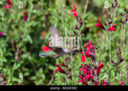 Anna's Hummingbird hovering mid flight, feeding on bright red flowers, in Arizona's Sonoran desert. Stock Photo