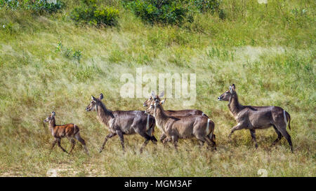 Common waterbuck in Kruger national park, South Africa ;Specie Kobus ellipsiprymnus family of Kobus ellipsiprymnus Stock Photo