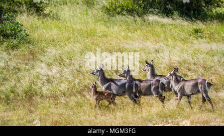 Common waterbuck in Kruger national park, South Africa ;Specie Kobus ellipsiprymnus family of Kobus ellipsiprymnus Stock Photo