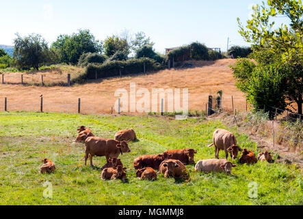 Vacas en el prado. Ourense. Galicia. España Stock Photo
